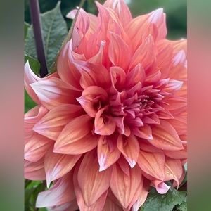 Meet your Posher, Miriam